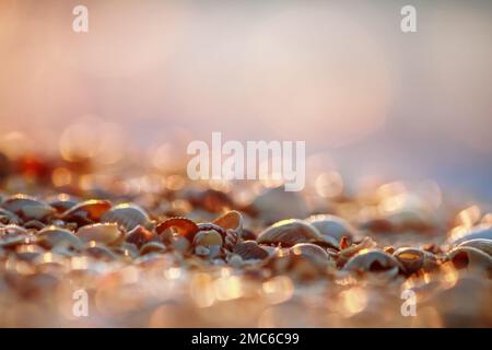 Coquillages sur la plage, arrière-plan, texture, gros plan avec focus sélectif. Côte de la mer Noire Banque D'Images