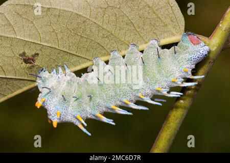 Atlas Moth de Lorquin (Atacus lorquini) caterpillar se nourrissant d'Ailanthus (Ailanthus altissima). Photographié aux Philippines. Banque D'Images