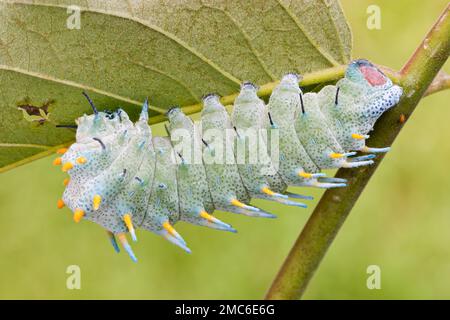 Atlas Moth de Lorquin (Atacus lorquini) caterpillar se nourrissant d'Ailanthus (Ailanthus altissima). Photographié aux Philippines. Banque D'Images