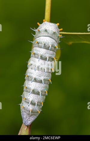 Atlas Moth de Lorquin (Atacus lorquini) caterpillar se nourrissant d'Ailanthus (Ailanthus altissima). Photographié aux Philippines. Banque D'Images