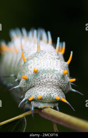 Atlas Moth de Lorquin (Atacus lorquini) caterpillar se nourrissant d'Ailanthus (Ailanthus altissima). Photographié aux Philippines. Banque D'Images