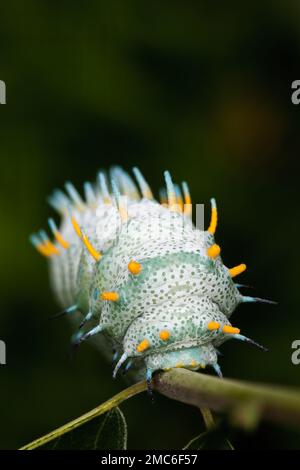 Atlas Moth de Lorquin (Atacus lorquini) caterpillar se nourrissant d'Ailanthus (Ailanthus altissima). Photographié aux Philippines. Banque D'Images