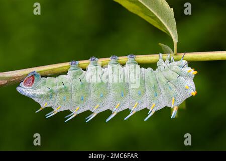 Atlas Moth de Lorquin (Atacus lorquini) caterpillar se nourrissant d'Ailanthus (Ailanthus altissima). Photographié aux Philippines. Banque D'Images