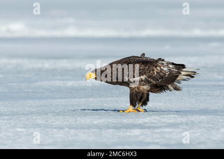 L'aigle de mer du jeune Steller (Haliaeetus pelagicus) sur terre dans la neige, Hokkaido, Japon Banque D'Images