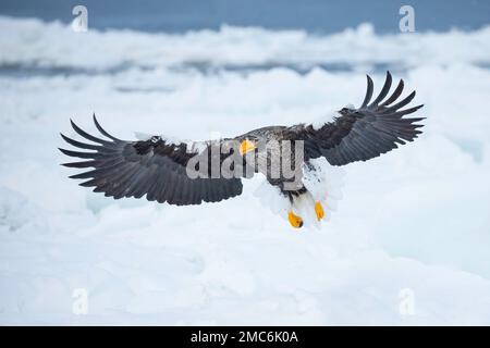 L'aigle de mer adulte de Steller (Haliaeetus pelagicus) en vol au-dessus de la glace de mer dans le détroit de Nemuro, Hokkaido, Japon Banque D'Images