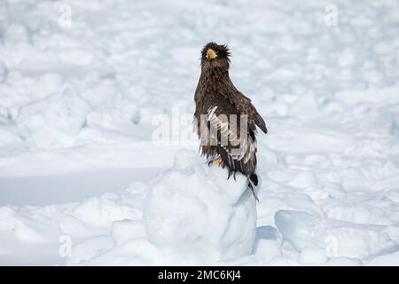 L'aigle de mer du jeune Steller (Haliaeetus pelagicus) perchée sur la glace de mer dans le détroit de Nemuro, Hokkaido, Japon Banque D'Images