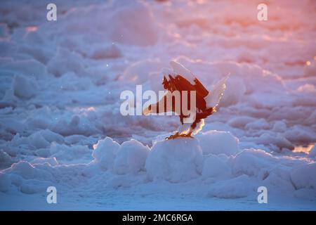 Aigle de mer de Steller (Haliaeetus pelagicus) adulte sur la glace de mer dans le détroit de Nemuro, Hokkaido, Japon Banque D'Images