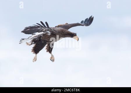 L'aigle de mer de Steller (Haliaeetus pelagicus) juvénile en vol au-dessus du détroit de Nemuro, Hokkaido, Japon Banque D'Images