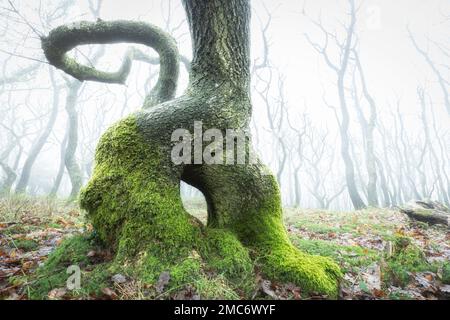 Bois de chêne brumeux en hiver, Quantock Hills, Somerset, Angleterre, Royaume-Uni Banque D'Images