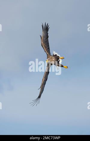 Aigle à queue blanche (Haliaeetus albicilla) adulte en vol, Hokkaido, Japon Banque D'Images