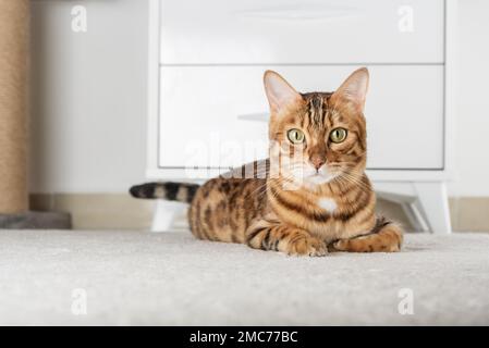 Le charmant chat rouge se trouve à l'étage de la chambre. Copier l'espace. Banque D'Images