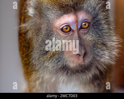 Manger du crabe fasdicularis Macaque Macaca portrait Banque D'Images