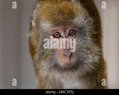 Manger du crabe fasdicularis Macaque Macaca portrait Banque D'Images