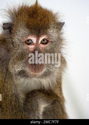 Manger du crabe fasdicularis Macaque Macaca portrait Banque D'Images