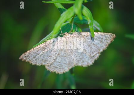 Prune Moth lat. Angerona prunaria est un papillon de la famille des papillons de nuit de près. Banque D'Images