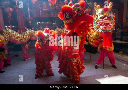 Thaïlande. 21st janvier 2023. Les danseurs dansent le dragon et les Lions pendant le nouvel an lunaire chinois au sanctuaire Guan Yu Bo BIA, Chiang Mai, Thaïlande. La célébration du nouvel an lunaire chinois. Après deux ans sous des restrictions strictes de Covid, finit par célébrer le nouvel an lunaire chinois 2023. La nouvelle année lunaire chinoise, ou Festival de printemps, tombe le 22 janvier 2023 et annonce le début de l'« année du lapin ». Crédit : SOPA Images Limited/Alamy Live News Banque D'Images
