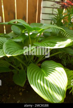 Plantain de lis ou de plantes à feuillage Hosta avec fleurs blanches. HostA, fleur dans le jardin, plante ornementale à fleurs avec de belles feuilles luxuriantes. Photo dans Banque D'Images