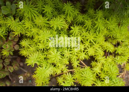 Vert, jaune de la pierre de Jenny dans le jardin. L'été et le printemps. Banque D'Images