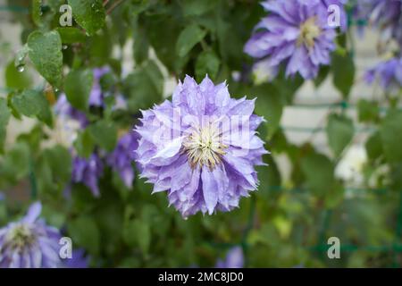 Fleurs violettes de Clematis viticella dans le jardin. L'été et le printemps. Banque D'Images