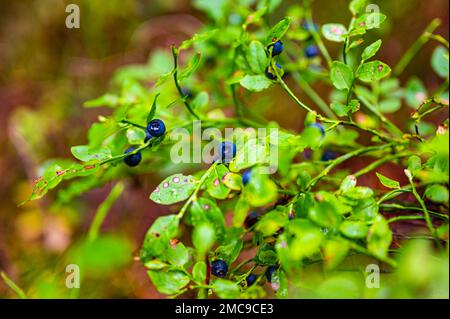 Bleuets bleus profonds et vibrants qui poussent sur l'arbuste vert de la forêt Banque D'Images