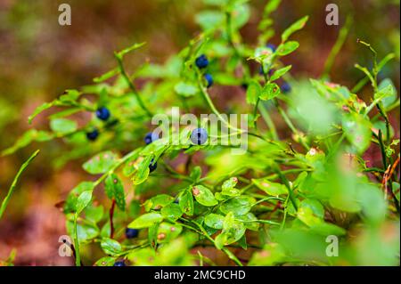 Bleuets bleus profonds et vibrants qui poussent sur l'arbuste vert de la forêt Banque D'Images