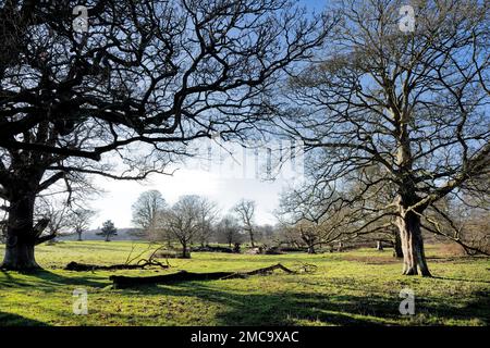 Arbres à feuilles caduques sur le terrain de Felbrigg Hall, norfolk, angleterre Banque D'Images