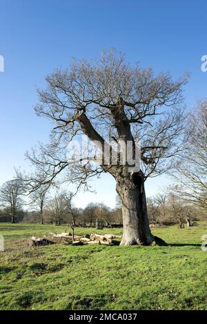 Arbres à feuilles caduques sur le terrain de Felbrigg Hall, norfolk, angleterre Banque D'Images