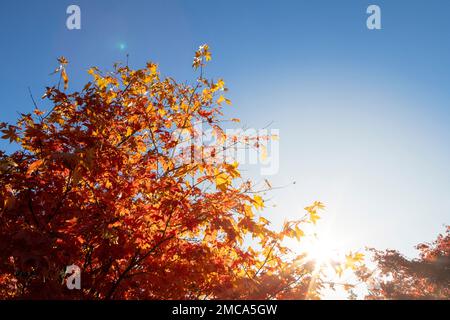 Arbres d'automne avec la lumière du soleil à travers, arbres d'automne, saison d'automne, feuille d'automne. Banque D'Images