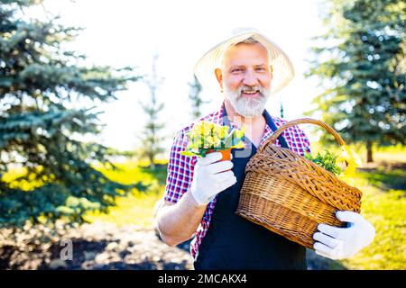 Homme senior plantant des plantes dans le jardin à l'extérieur prêt pour la saison de printemps Banque D'Images