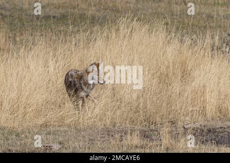 Chasse au Coyote dans la vallée de Lamar, parc national de Yellowstone Banque D'Images