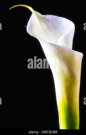 Long Calla Liliy Banque D'Images