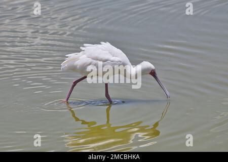 Le bec-de-butin africain (Platalea leucorodia) se nourrissant en eau peu profonde Banque D'Images