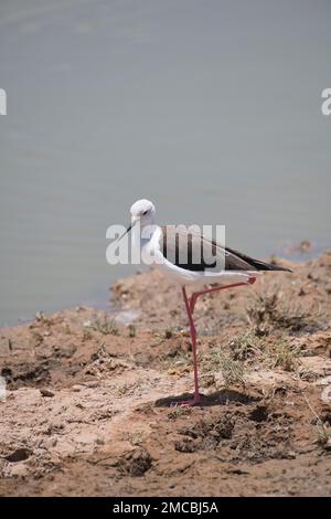 Stilt à ailes noires (Himantopus himantopus) debout sur une jambe Banque D'Images