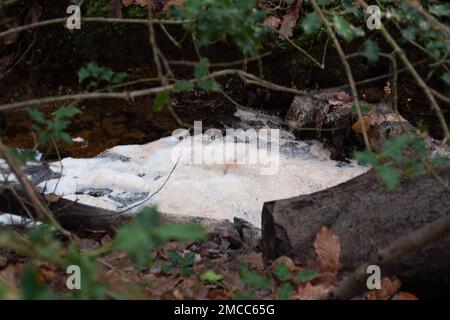 Farnham Common, Buckinghamshire, Royaume-Uni. 21st janvier 2023. Pollution sur un ruisseau dans les bois de Burnham Beeches qui sont un site d'intérêt scientifique spécial. Les compagnies d'eau ont le droit de pomper les eaux usées non traitées dans les cours d'eau en périodes de fortes précipitations, dans un processus appelé débordements de tempête. Les groupes environnementaux appellent toutefois le gouvernement à emprisonner les directeurs des compagnies d'eau polluante pour la poursuite des rejets d'eaux usées dans les voies navigables britanniques. Crédit : Maureen McLean/Alay Live News Banque D'Images