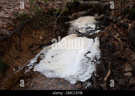 Farnham Common, Buckinghamshire, Royaume-Uni. 21st janvier 2023. Pollution sur un ruisseau dans les bois de Burnham Beeches qui sont un site d'intérêt scientifique spécial. Les compagnies d'eau ont le droit de pomper les eaux usées non traitées dans les cours d'eau en périodes de fortes précipitations, dans un processus appelé débordements de tempête. Les groupes environnementaux appellent toutefois le gouvernement à emprisonner les directeurs des compagnies d'eau polluante pour la poursuite des rejets d'eaux usées dans les voies navigables britanniques. Crédit : Maureen McLean/Alay Live News Banque D'Images