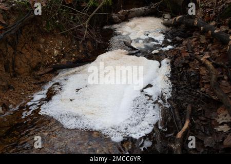 Farnham Common, Buckinghamshire, Royaume-Uni. 21st janvier 2023. Pollution sur un ruisseau dans les bois de Burnham Beeches qui sont un site d'intérêt scientifique spécial. Les compagnies d'eau ont le droit de pomper les eaux usées non traitées dans les cours d'eau en périodes de fortes précipitations, dans un processus appelé débordements de tempête. Les groupes environnementaux appellent toutefois le gouvernement à emprisonner les directeurs des compagnies d'eau polluante pour la poursuite des rejets d'eaux usées dans les voies navigables britanniques. Crédit : Maureen McLean/Alay Live News Banque D'Images