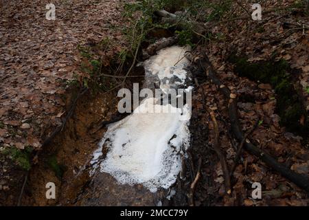 Farnham Common, Buckinghamshire, Royaume-Uni. 21st janvier 2023. Pollution sur un ruisseau dans les bois de Burnham Beeches qui sont un site d'intérêt scientifique spécial. Les compagnies d'eau ont le droit de pomper les eaux usées non traitées dans les cours d'eau en périodes de fortes précipitations, dans un processus appelé débordements de tempête. Les groupes environnementaux appellent toutefois le gouvernement à emprisonner les directeurs des compagnies d'eau polluante pour la poursuite des rejets d'eaux usées dans les voies navigables britanniques. Crédit : Maureen McLean/Alay Live News Banque D'Images