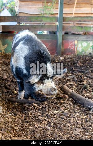 Cochon kunekune noir et blanc à Spitalfields City Farm, Londres, Royaume-Uni Banque D'Images