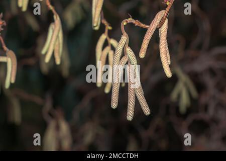 Pampille sur les branches de noisettes en hiver. Nom latin Corylus avellana. Contorta aux noisettes. Banque D'Images