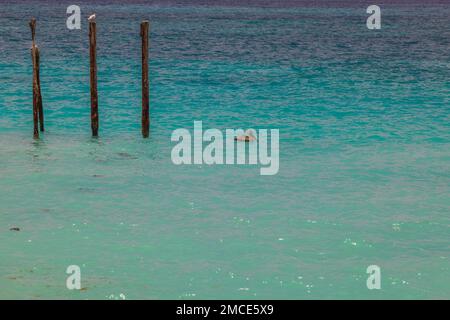 Vue sur le mouette assis sur des rondins et la baignade pélican dans l'île de l'océan Atlantique d'Aruba. Banque D'Images