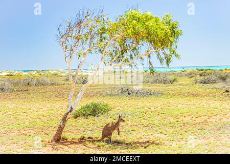 Un kangourou prend refuge à l'ombre sous un arbre au Milyering Discovery Centre, dans le parc national de Cape Range, en Australie. Banque D'Images