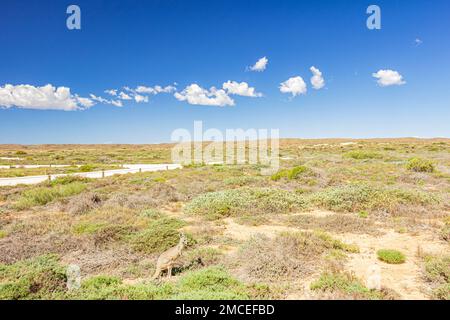 Un kangourou dans la végétation du Bush à Yardie Creek, dans le parc national de Cape Range, sur la côte de corail de l'Australie occidentale, en Australie. Banque D'Images