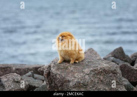 Chien solitaire triste de pomeranian spitz assis sur les rochers près de la mer Banque D'Images
