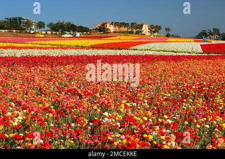 Lignes de couleurs dans les champs de fleurs de Carlsbad, Californie Banque D'Images