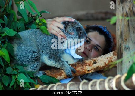 Un assistant vétérinaire s'occupe d'un koala ours au zoo de San Diego Banque D'Images