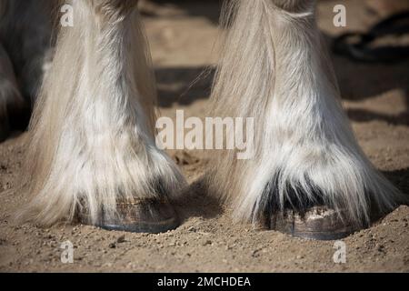 Sabots et jambes avant avec de longues plumes de cheveux d'un cheval à traction Gypsy Vanner, gros plan. Alberta, Canada Banque D'Images