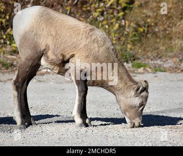 La brebis galeuse létale léchant le sel du sol sur une route de gravier dans le parc national Jasper, Alberta, Canada. Ovis canadensis. Banque D'Images