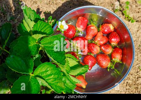 Bol rempli de fraises rouges et juteuses et d'eau. Banque D'Images