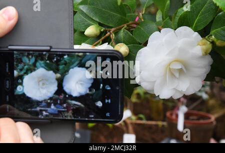 PRODUCTION - 21 janvier 2023, Saxe, Roßwein: Un visiteur prend une photo des fleurs blanches du camélia de plus de 200 ans 'Alba plena' dans la maison de camélia à Wolfstal, qui est pris en charge par les employés du Heimatverein Roßwein e.V. Cette plante de 6,50 mètres de haut, également connue sous le nom de Rose du thé d'hiver avec ses fleurs doubles jusqu'à 10 centimètres de taille, aurait été plantée au 18th siècle par le Comte von Einsiedel. La rareté botanique est le deuxième plus ancien nord des Alpes en Europe après le célèbre Camellia de Pillnitz et peut être vu avec environ 40 autres camélia différents v Banque D'Images