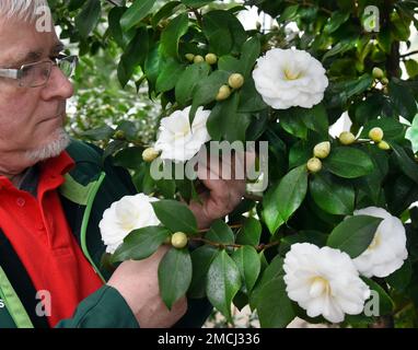 PRODUCTION - 21 janvier 2023, Saxe, Roßwein: Le jardinier urbain Ingolf Kirschstein essuie de petites particules de saleté sur les feuilles des fleurs blanches du camélia de plus de 200 ans 'Alba plena' dans la maison de camélia à Wolfstal, qui est pris en charge par les employés du Heimatverein Roßwein e.V. Cette plante de 6,50 mètres de haut, également connue sous le nom de Rose du thé d'hiver avec ses fleurs doubles jusqu'à 10 centimètres de taille, aurait été plantée au 18th siècle par le Comte von Einsiedel. La rareté botanique est le deuxième plus ancien nord des Alpes en Europe après le célèbre Camellia de Pillnitz Banque D'Images